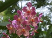 Singapore Botanic Gardens, National Orchid Garden (Jan. \'12)